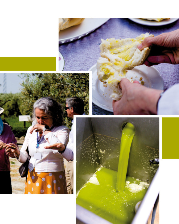 Montilla entre olivares